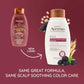 OGX Aveeno Color Protect Strengthen+ Blackberry Quinoa Shampoo, Fresh, 12 Fl Oz